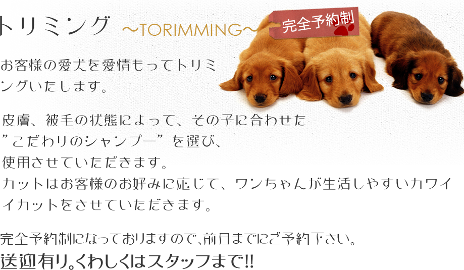 愛犬のトリミング シャンプー カットなら大阪市と尼崎市のハッピーワンへ