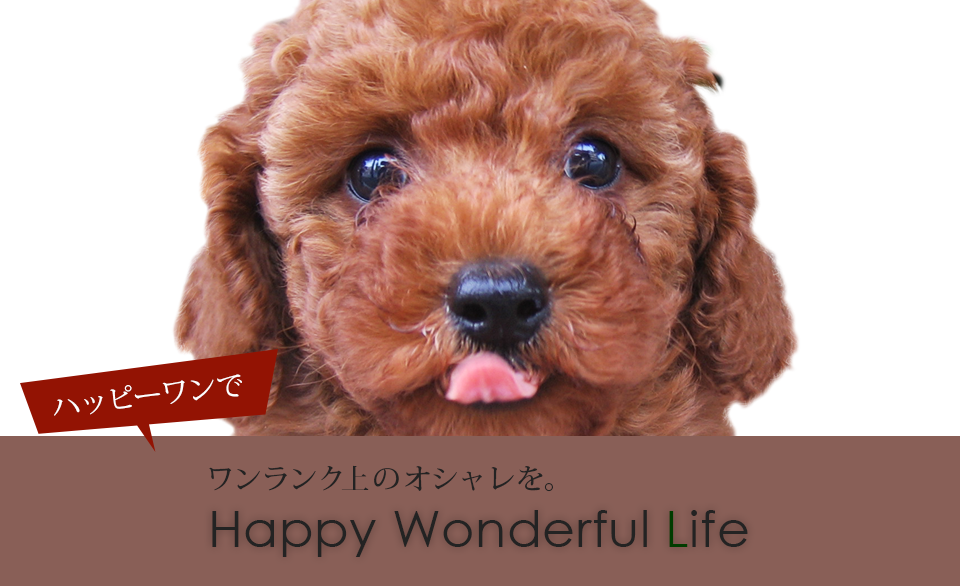 ワンランク上のオシャレを。 Happy Wonderful Life